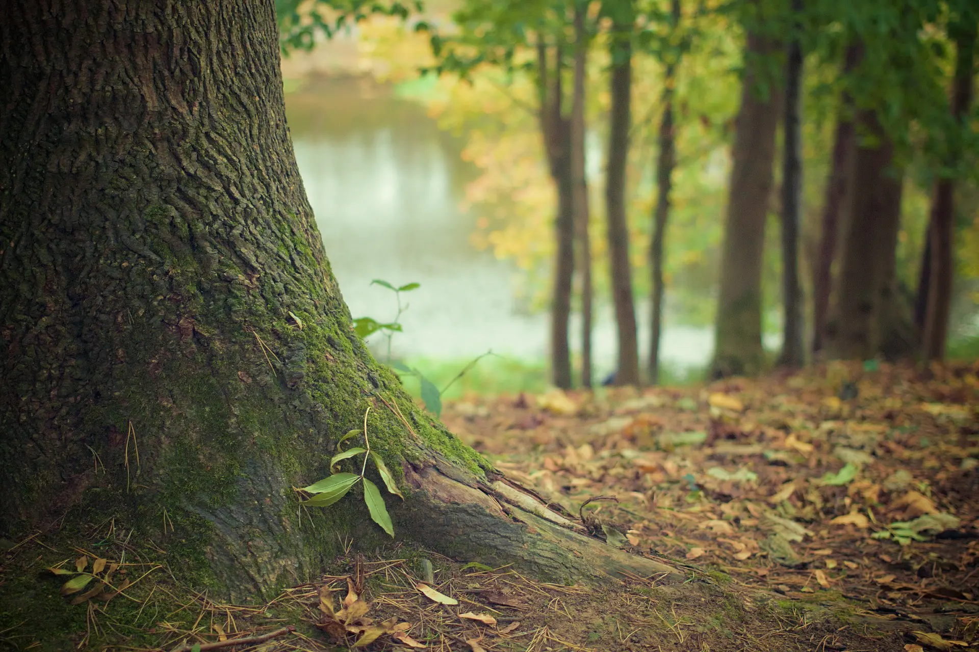 paysage arbre foret apaisant